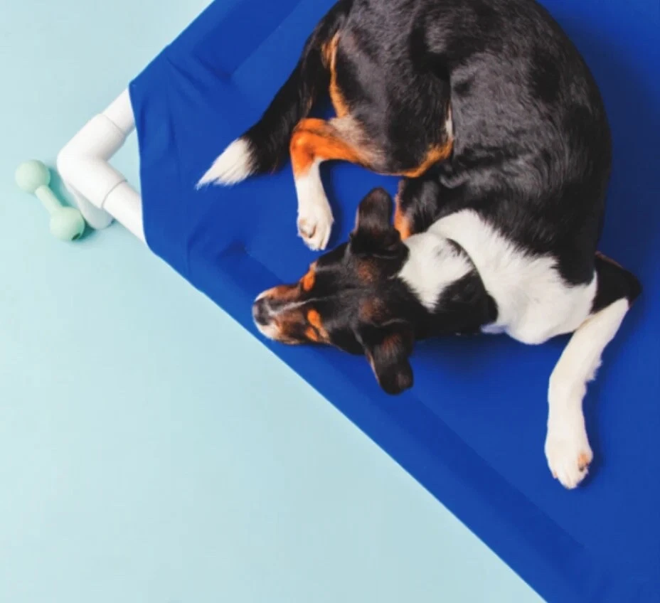 Truman + Teddy Elevated Dog Bed (Blaze Orange) - Image 2 of 4