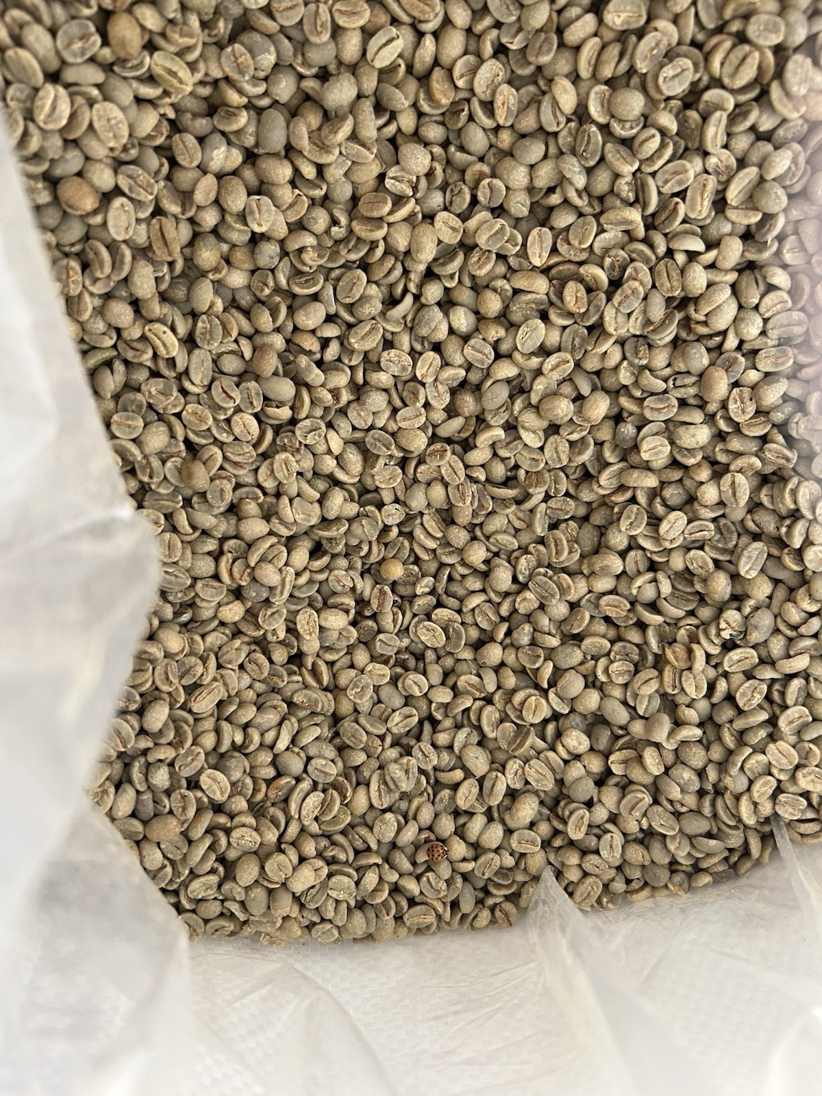 100% ETHIOPIA YIRGACHEFFE - Premium Specialty Coffee - Green