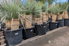 Yucca Rostrata 30-40cm Stamm