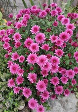 Chrysanthemum  Hardy Perennial 6x Plug Plants.
