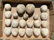 BULK LOT Texas Fossil Echinoids Holaster Macraster Globator Cretaceous Urchins