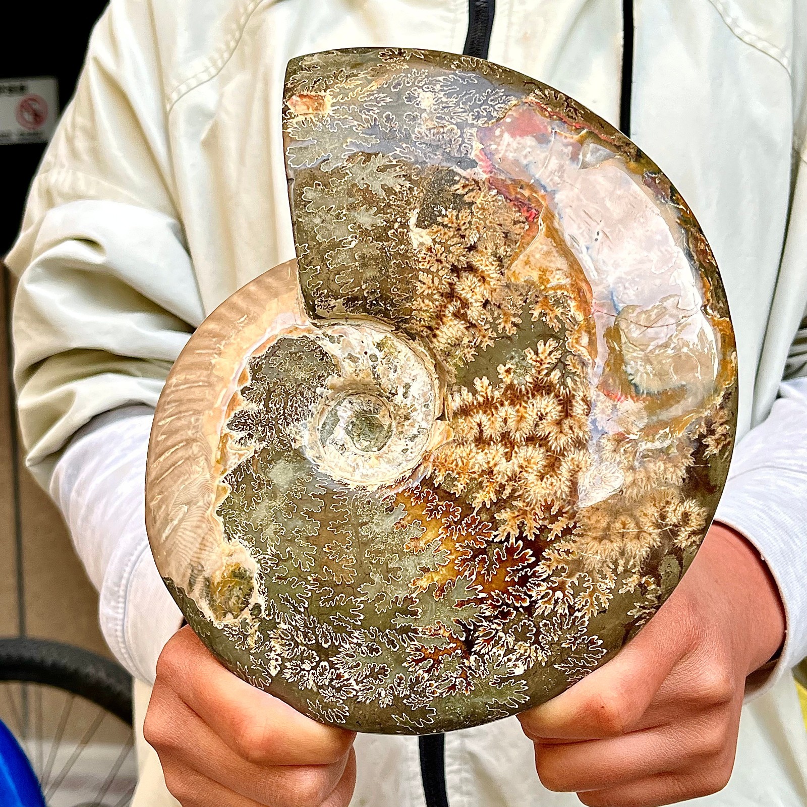 4.67LB Rare Madagascar colored conch fossil home decoration | eBay
