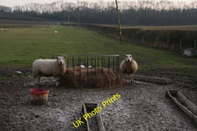 Foto 6x4 Winterwollies: zwei Schafe und eine Krippe gegenüber Bygot House Cher c2015