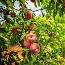 Galaxy Peach Tree 2ft Tall Now Produces Donut Shaped Peaches Ready To Plant Now