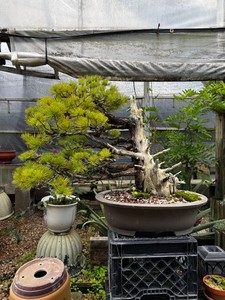 Eastern Leaf Bonsai | eBay
