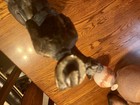 S Doglazov Horseman Sculpture  — photo 4