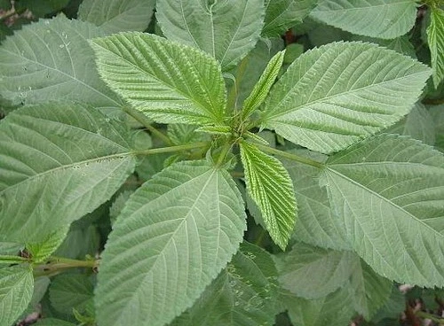 Egyptian Spinach Seeds Molokhia Corchorus Olitorius Meloukia Melokheya Seeds - Picture 1 of 1