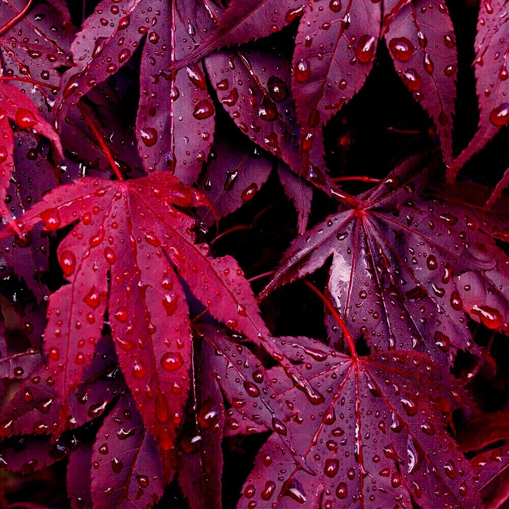 Japanese Maple Tree Seeds for sale | eBay