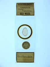  on The Hot Collector