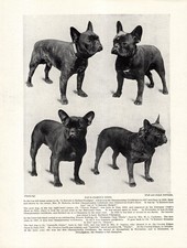 1930s Vintage French Bulldog Print Four Famous Dogs Frenchie Dogs Print 6517k