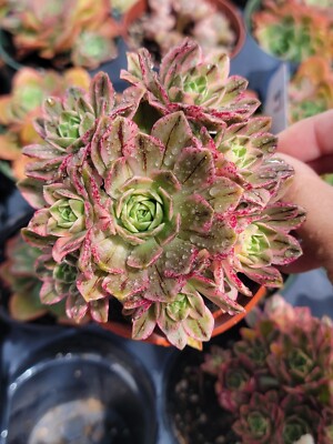 Imported sweet tea aeonium succulent