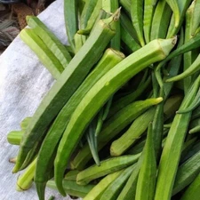 100+ Perkins Long Pod Okra Seeds -- Heirloom - NON GMO --- FRESH