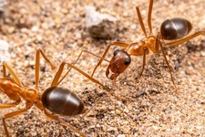 TEST TUBE FOR INSANELY RARE GOLDEN HONEYPOT ANT 3-7 WORKERS