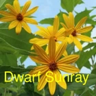 Jerusalem Artichoke EARLY Dwarf Sunray Variety - Organic Sunchoke Sunroot