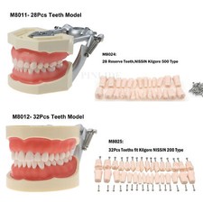 Dental Typodont Model With Screw-in Removable Teeth Kilgore NISSIN 200/500 Type