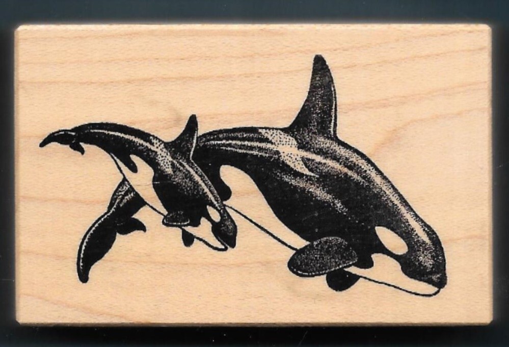 ORCA KILLER WHALES Calf OCEAN COMMOTION MARINE LIFE Design