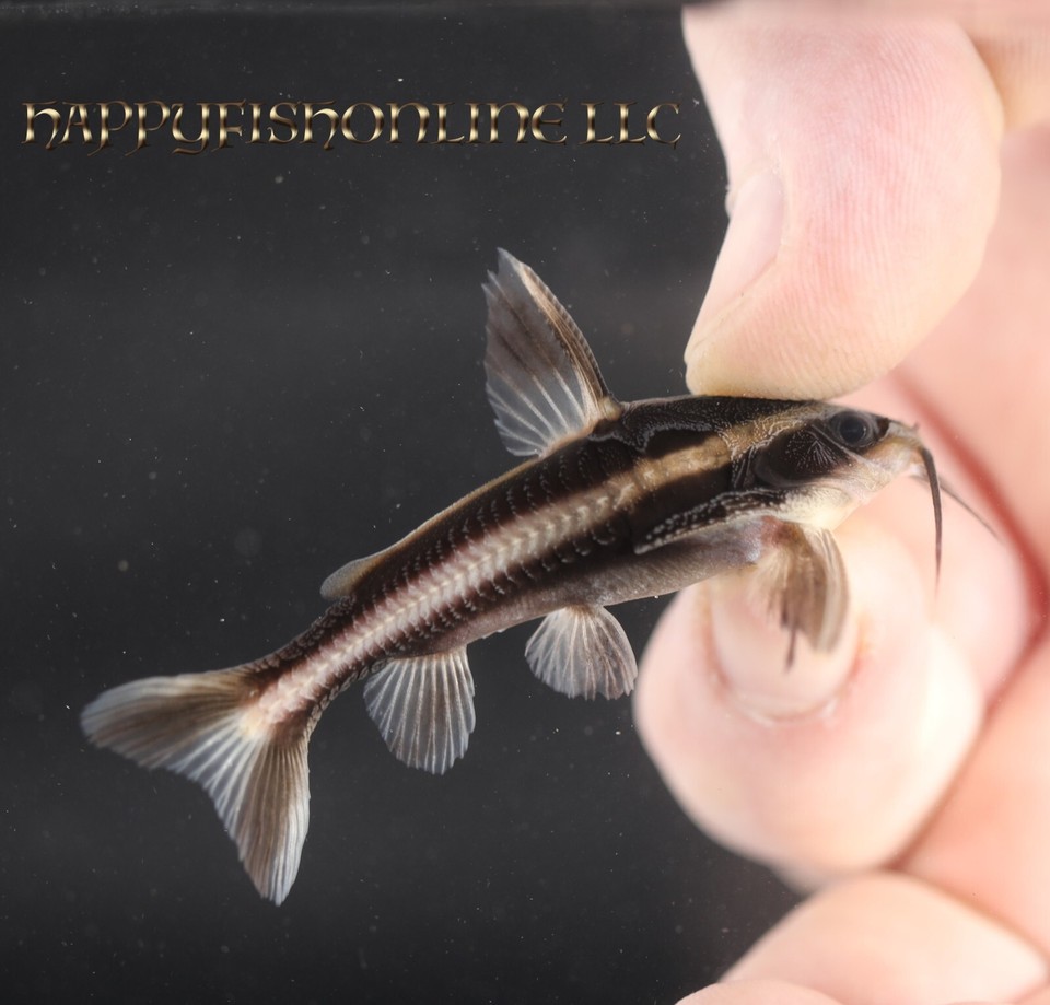 7 STRIPED RAPHAEL CATFISH! SUPER CUTE CATFISH THAT HELP CLEAN UP! WC 2.