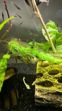 50 Amano shrimp, great algea eater, Live shrimp UPS 
