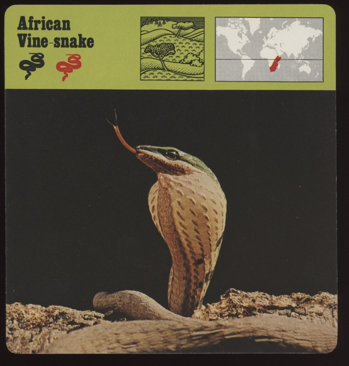 African Vine Snake Safari Cards Rencontre Reptiles