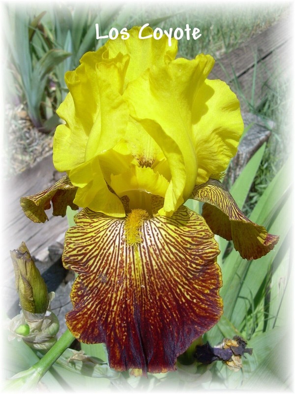 LOS COYOTE: tall bearded iris: 1 bonus with any 5