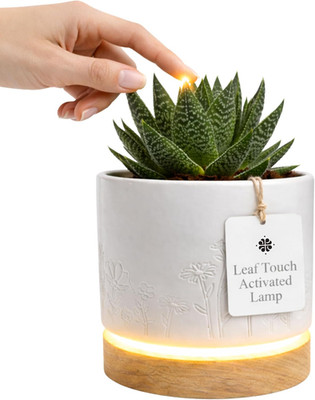   - Touch Activated Dimmable Planter Lamp with Ceramic Pot