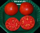 CELEBRITY HYBRID TOMATO SEEDS***BULK 300 PKT. *** HEAVY PRODUCER*COMPACT PLANT*