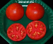 SEMILLAS DE TOMATE HÍBRIDAS CELEBRIDADES***A GRANEL 50 PKT. *** PRODUCTOR PESADO*PLANTA COMPACTA*