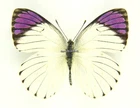 Unmounted Butterfly/Pieridae - Colotis regina, M, Tanzania, A-