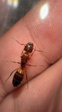 QUEEN ANT of Camponotus Snellingi, Fresh Caught, Feeder ant ONLY.