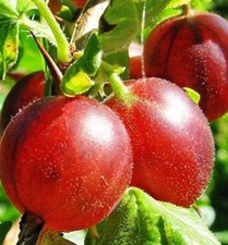 Gooseberry 'Captivator' Plant / Ribes uva Crispa in 2L Pot