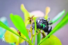 Daring Jumping Spider - Fine Art Macro Photography Prints - by Bear8Photo
