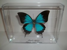  Real Blue Butterfly Papilio Ulysses Taxidermy Mounted In Very Nice Acrylic Case