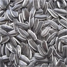 Premium Striped Sunflower Parakeet Wild Garden Bird Parrot Seed 1kg-2kg-5kg-14kg