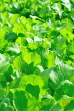 1200+ Organic Florida Broadleaf Mustard Green Seeds - Hột Cải Bẹ Xanh - 2025