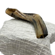 Kosher Polished Ram's Horn Shofar from Israel 9" Judaism Jewish High Holy Days