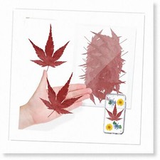 42PCS Red Natural Dried Maple Leaves for Resin Art and DIY Jewelry Making, Press
