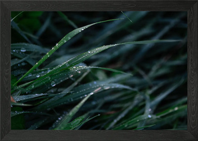 Grünes Gras mit Regentropfen Gerahmtes Wandbild Poster Leinwanddruck Bild