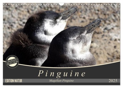 Magellan-Pinguine (Wandkalender 2025 DIN A3 quer), CALVENDO Monatskalender