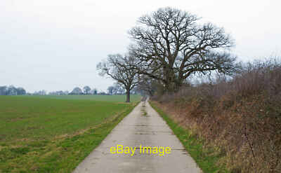 Photo 6x4 Trees near bridleway to Writtle Park Farm HIGHWOOD Bridleway on c2017