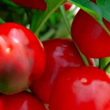 Red Cherry Sweet Pepper Seeds  | NON-GMO | Heirloom | Fresh Garden Seeds