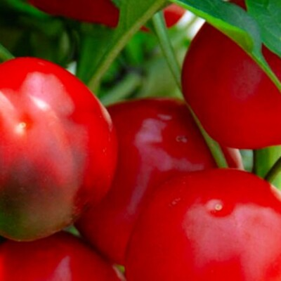 #ad Red Cherry Sweet Pepper Seeds NON GMO Heirloom Fresh Garden Seeds $30.00