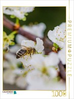 Calvendo Puzzle Bee On Fruit Blossoms | 1000 Pieces, Finished Size 25.2 × 18.9 I