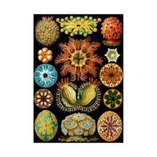 Colour Plate Ernst Haeckel Kunstformen Der Natur Framed Wall Art Print