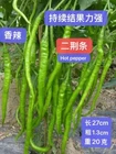 30+ F1 Hybrid Sichuan ErJingTiao Hot Pepper Seeds. 30多粒杂交四川二荆条线椒种子 2025年产新种子