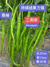 30+ F1 Hybrid Sichuan ErJingTiao Hot Pepper Seeds. 30多粒杂交四川二荆条线椒种子 2025年产新种子