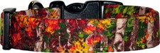 Autumn Colors Birch Trees Custom Handmade Dog Collar