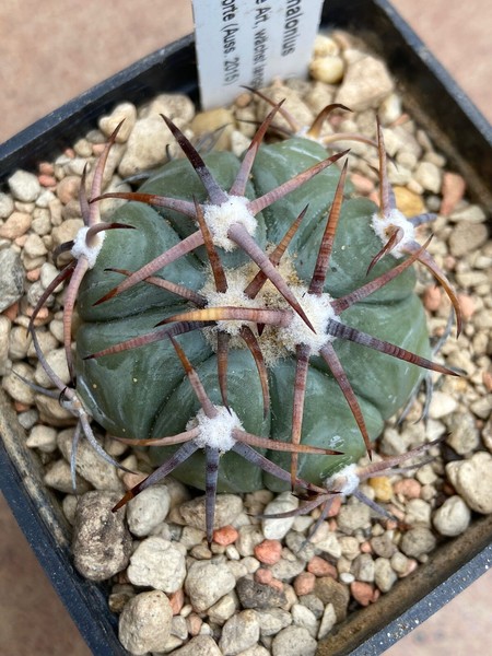 Echinocactus horizonthalonius.