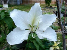 Bauhinia acuminata WHITE ORCHID TREE exotic flower bonsai plant  seed 30 seeds