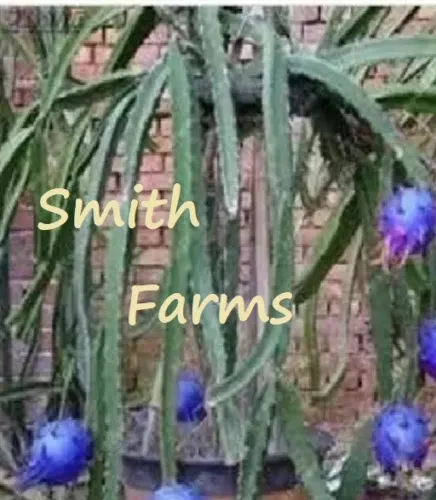 30+ Seeds Blue Dragon Fruit Flower Plant