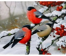Paint By Numbers Adults kids Birds Branch Snow DIY Painting Kit 40x50CM Canvas
